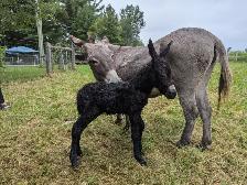 Miniature Male Donkey - Photo 3