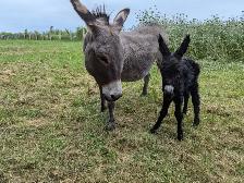 Miniature Male Donkey - Photo 4