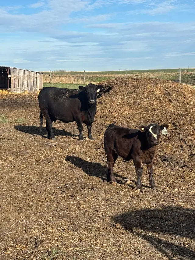 2 cow calf pairs