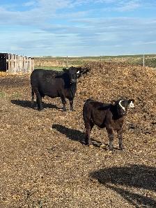 2 cow calf pairs