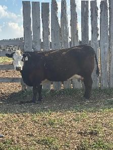 2 cow calf pairs - Photo 3