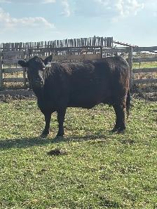 2 cow calf pairs - Photo 4