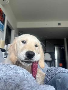 golden retriever puppy female- urgent - Photo 2