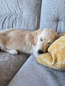 golden retriever puppy female- urgent - Photo 3