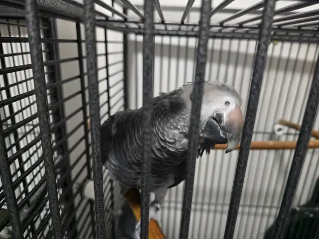 Introducing Rocky and Elssa, African grey