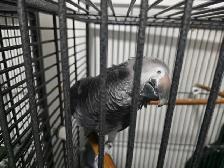 Introducing Rocky and Elssa, African grey