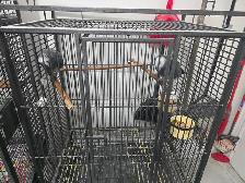 Introducing Rocky and Elssa, African grey - Photo 2
