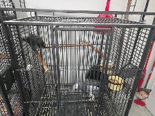 Introducing Rocky and Elssa, African grey - Photo 3