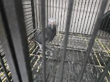 Introducing Rocky and Elssa, African grey - Photo 4