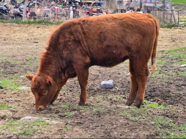 Herford Heifer