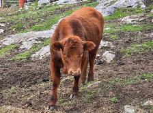 Herford Heifer - Photo 2