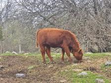 Herford Heifer - Photo 3