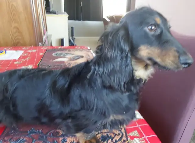 CKC Mini Dachshund pups