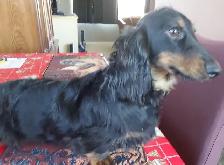 CKC Mini Dachshund pups