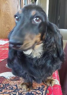 CKC Mini Dachshund pups - Photo 2