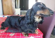 CKC Mini Dachshund pups - Photo 3
