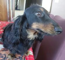 CKC Mini Dachshund pups - Photo 4