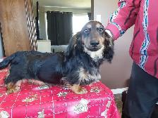 CKC Mini Dachshund pups - Photo 5
