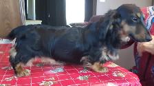 CKC Mini Dachshund pups - Photo 6