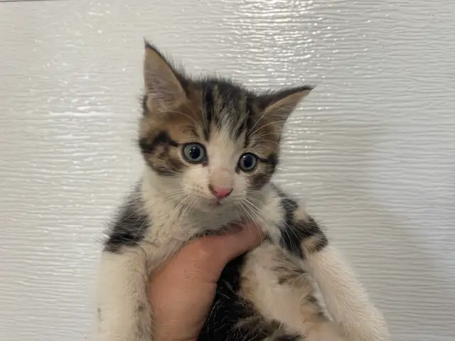3 chatons à adopter