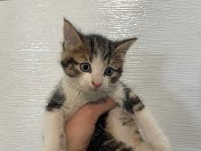 3 chatons à adopter