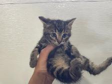 3 chatons à adopter - Photo 2