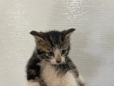 3 chatons à adopter - Photo 3
