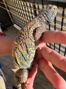 PAIRE D'UROMASTYX ORNATA ENTIÈREMENT ÉQUIPÉS - Photo 6