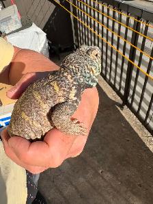 PAIRE D'UROMASTYX ORNATA ENTIÈREMENT ÉQUIPÉS - Photo 9