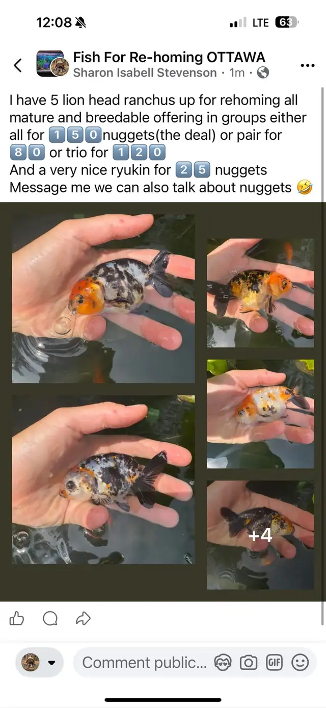 lion head Ranchus & 1 ryukin
