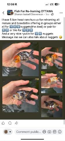 lion head Ranchus & 1 ryukin