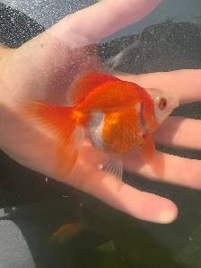 lion head Ranchus & 1 ryukin - Photo 2