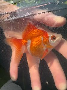 lion head Ranchus & 1 ryukin - Photo 3