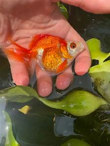 lion head Ranchus & 1 ryukin - Photo 4