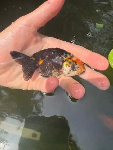 lion head Ranchus & 1 ryukin - Photo 5