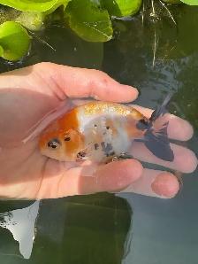 lion head Ranchus & 1 ryukin - Photo 6