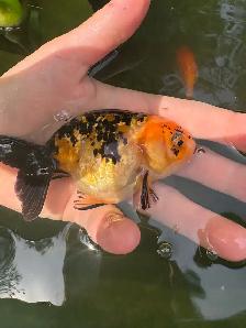 lion head Ranchus & 1 ryukin - Photo 7