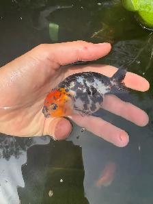 lion head Ranchus & 1 ryukin - Photo 9