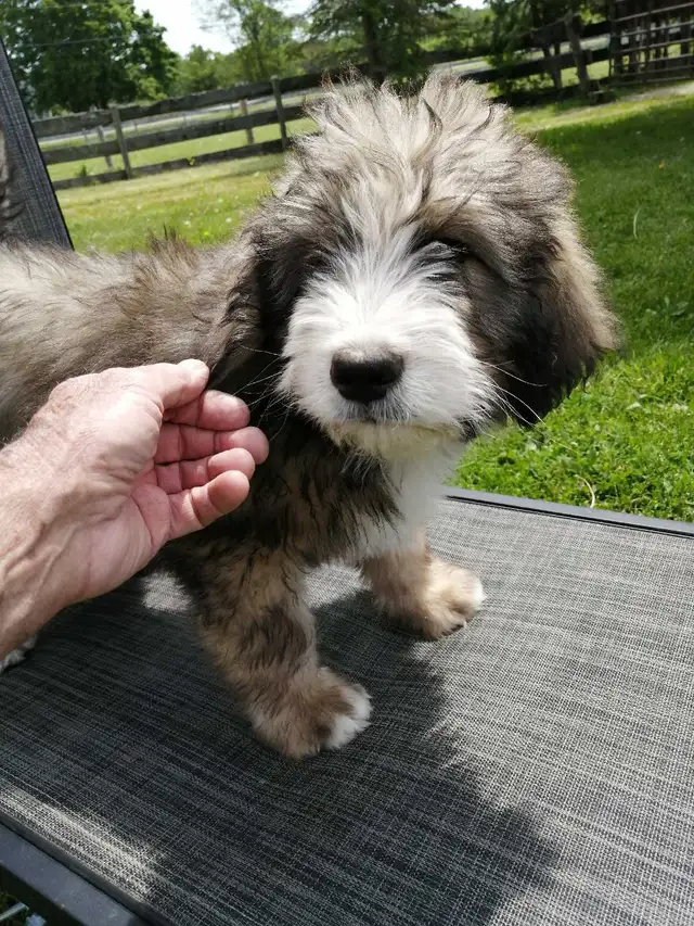 F1 Bernedoodles
