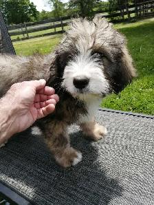 F1 Bernedoodles