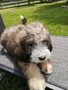 F1 Bernedoodles - Photo 2
