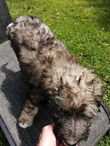 F1 Bernedoodles - Photo 3