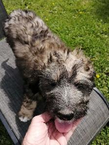 F1 Bernedoodles - Photo 4