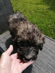 F1 Bernedoodles - Photo 5
