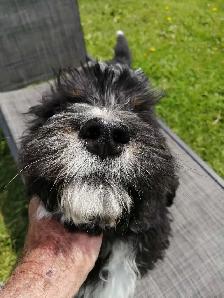 F1 Bernedoodles - Photo 6
