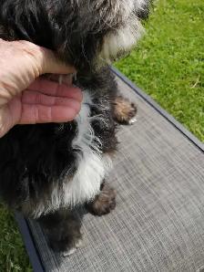 F1 Bernedoodles - Photo 7