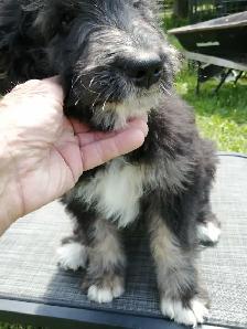 F1 Bernedoodles - Photo 8