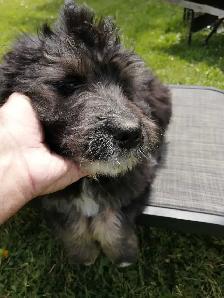 F1 Bernedoodles - Photo 9