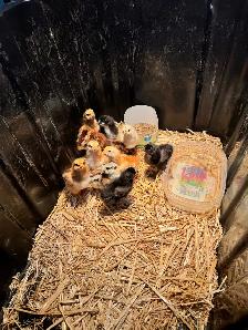 bym chicks