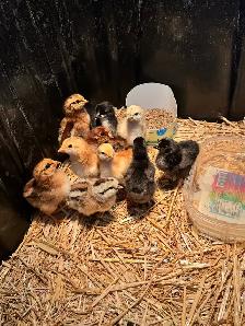 bym chicks - Photo 2
